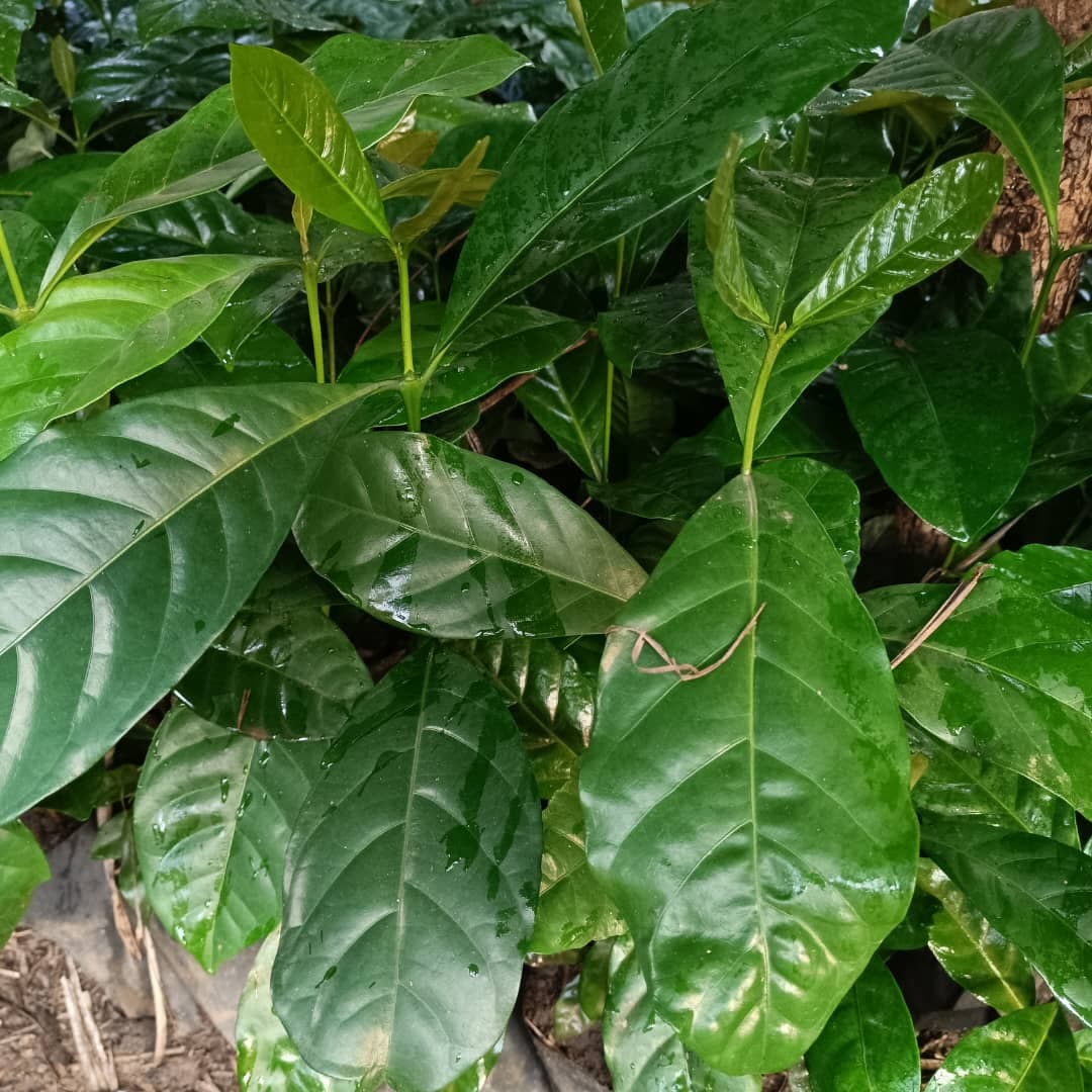 Agriculture & Food sovereignty